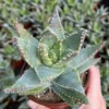 Aloe Brevifolia Live Succulent 4 inch Pot Crocodile Plant