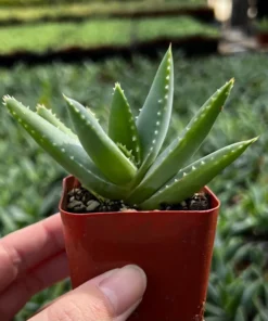 Aloe Brevifolia Live Succulent 4 inch Pot Crocodile Plant