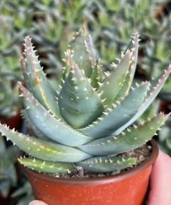 Aloe Brevifolia Live Succulent 4 inch Pot Crocodile Plant