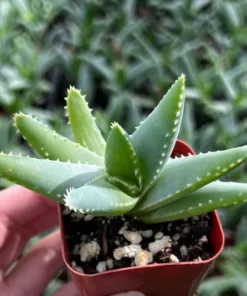 Aloe Brevifolia Live Succulent 4 inch Pot Crocodile Plant