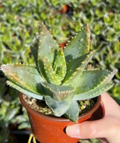 Aloe Brevifolia Live Succulent 4 inch Pot Crocodile Plant