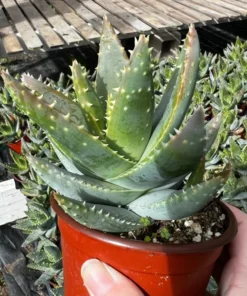 Aloe Brevifolia Live Succulent 4 inch Pot Crocodile Plant