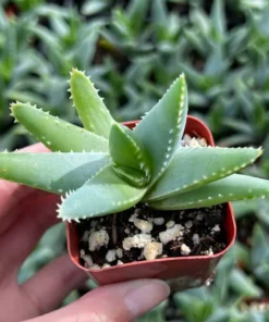 Aloe Brevifolia Live Succulent 4 inch Pot Crocodile Plant