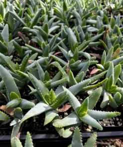 Aloe Brevifolia Live Succulent 4 inch Pot Crocodile Plant