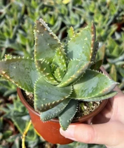 Aloe Brevifolia Live Succulent 4 inch Pot Crocodile Plant