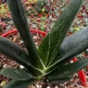 Aloe Gasteria Succulent Plant 4 inch Pot - Live