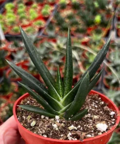 Aloe Gasteria Succulent Plant 4 inch Pot - Live
