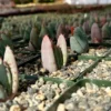 Aloe Peglerae Rare Rosette Pink Succulent 3.5" Pot - Live Plant