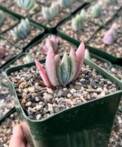 Aloe Peglerae Rare Rosette Pink Succulent 3.5" Pot - Live Plant