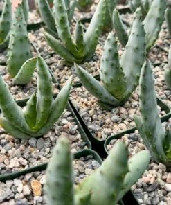 Aloe Peglerae Rare Rosette Pink Succulent 3.5