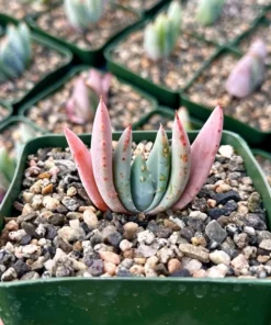 Aloe Peglerae Rare Rosette Pink Succulent 3.5