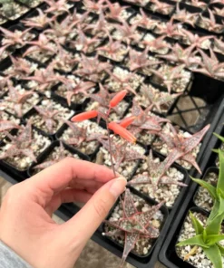 Aloe Purple Haze Succulent Live Plant 2.5'' Pot Purple Gray