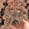 Aloe Purple Haze Succulent Live Plant in 4'' Pot - Rare Succulent