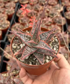 Aloe Purple Haze Succulent Live Plant in 4'' Pot - Rare Succulent