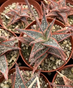 Aloe Purple Haze Succulent Live Plant in 4'' Pot - Rare Succulent