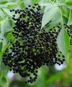 American Elderberry Tree Live Plant – 8-12 Inch Black Elderberry in 4-Inch Pot