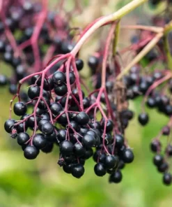 American Elderberry Tree Live Plant – 8-12 Inch Black Elderberry in 4-Inch Pot