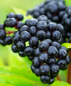 American Elderberry Tree Live Plant – 8-12 Inch Black Elderberry in 4-Inch Pot