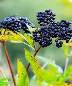 American Elderberry Tree Live Plant – 8-12 Inch Black Elderberry in 4-Inch Pot