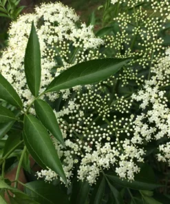 American Elderberry Tree Live Plant – 8-12 Inch Black Elderberry in 4-Inch Pot