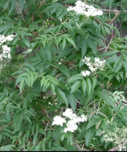 American Elderberry Tree Live Plant – 8-12 Inch Black Elderberry in 4-Inch Pot
