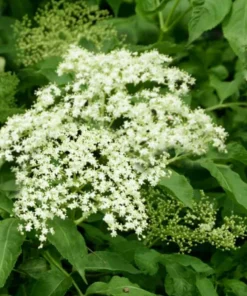 American Elderberry Tree Live Plant – 8-12 Inch Black Elderberry in 4-Inch Pot