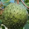 Annona Muricata Mountain Soursop tree 5”-9” Plant -Organic Growth / Mãng Cầu Lai