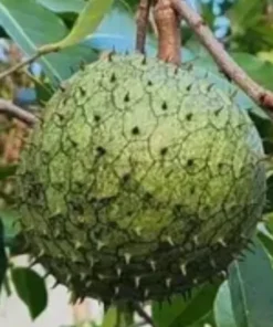 Annona Muricata Mountain Soursop tree 5”-9” Plant -Organic Growth / Mãng Cầu Lai