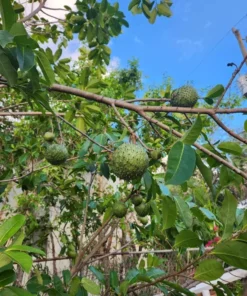 Annona Muricata Mountain Soursop tree 5”-9” Plant -Organic Growth / Mãng Cầu Lai