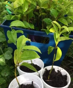 Annona Muricata Mountain Soursop tree 5”-9” Plant -Organic Growth / Mãng Cầu Lai