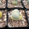 Argyroderma Testiculare Lithops x Conophytum Succulent 2 Inch Pot
