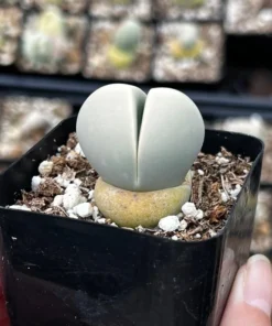 Argyroderma Testiculare Lithops x Conophytum Succulent 2 Inch Pot