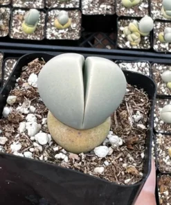 Argyroderma Testiculare Lithops x Conophytum Succulent 2 Inch Pot