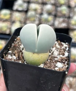 Argyroderma Testiculare Lithops x Conophytum Succulent 2 Inch Pot