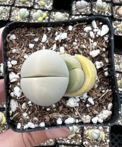 Argyroderma Testiculare Lithops x Conophytum Succulent 2 Inch Pot