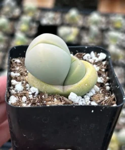 Argyroderma Testiculare Lithops x Conophytum Succulent 2 Inch Pot