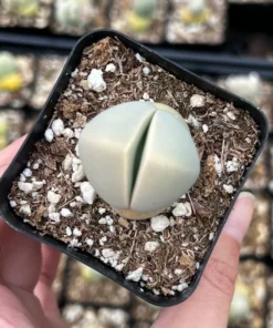 Argyroderma Testiculare Lithops x Conophytum Succulent 2 Inch Pot
