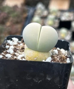 Argyroderma Testiculare Lithops x Conophytum Succulent 2 Inch Pot