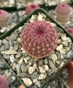 Arizona Rainbow Cactus 4in Pot - Echinocereus Rigidissimus Pink Cactus