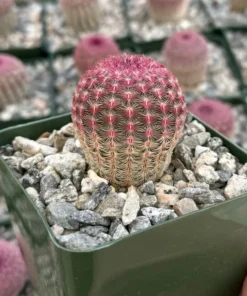 Arizona Rainbow Cactus 4in Pot - Echinocereus Rigidissimus Pink Cactus