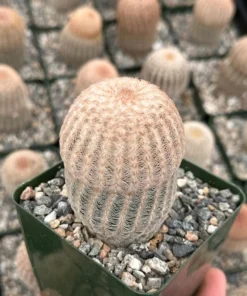 Arizona Rainbow Cactus 4in Pot - Echinocereus Rigidissimus Pink Cactus