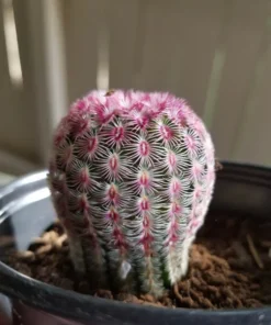 Arizona Rainbow Cactus 4in Pot - Echinocereus Rigidissimus Pink Cactus