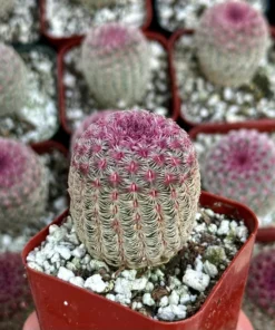 Arizona Rainbow Cactus 4in Pot - Echinocereus Rigidissimus Pink Cactus