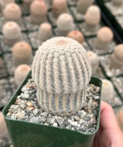Arizona Rainbow Cactus 4in Pot - Echinocereus Rigidissimus Pink Cactus