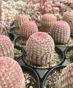 Arizona Rainbow Cactus 4in Pot - Echinocereus Rigidissimus Pink Cactus