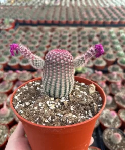 Arizona Rainbow Cactus 4in Pot - Echinocereus Rigidissimus Pink Cactus