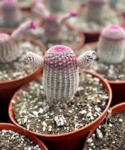 Arizona Rainbow Cactus 4in Pot - Echinocereus Rigidissimus Pink Cactus