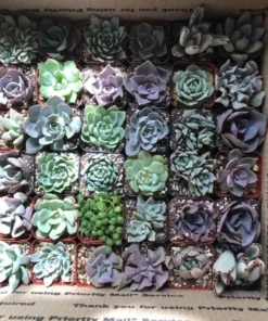 Assorted Succulents, Potted Succulents, Mystery Box, Live Plants in 2'' pot