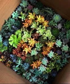 Assorted Succulents, Potted Succulents, Mystery Box, Live Plants in 2'' pot