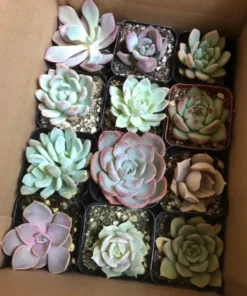 Assorted Succulents, Potted Succulents, Mystery Box, Live Plants in 2'' pot
